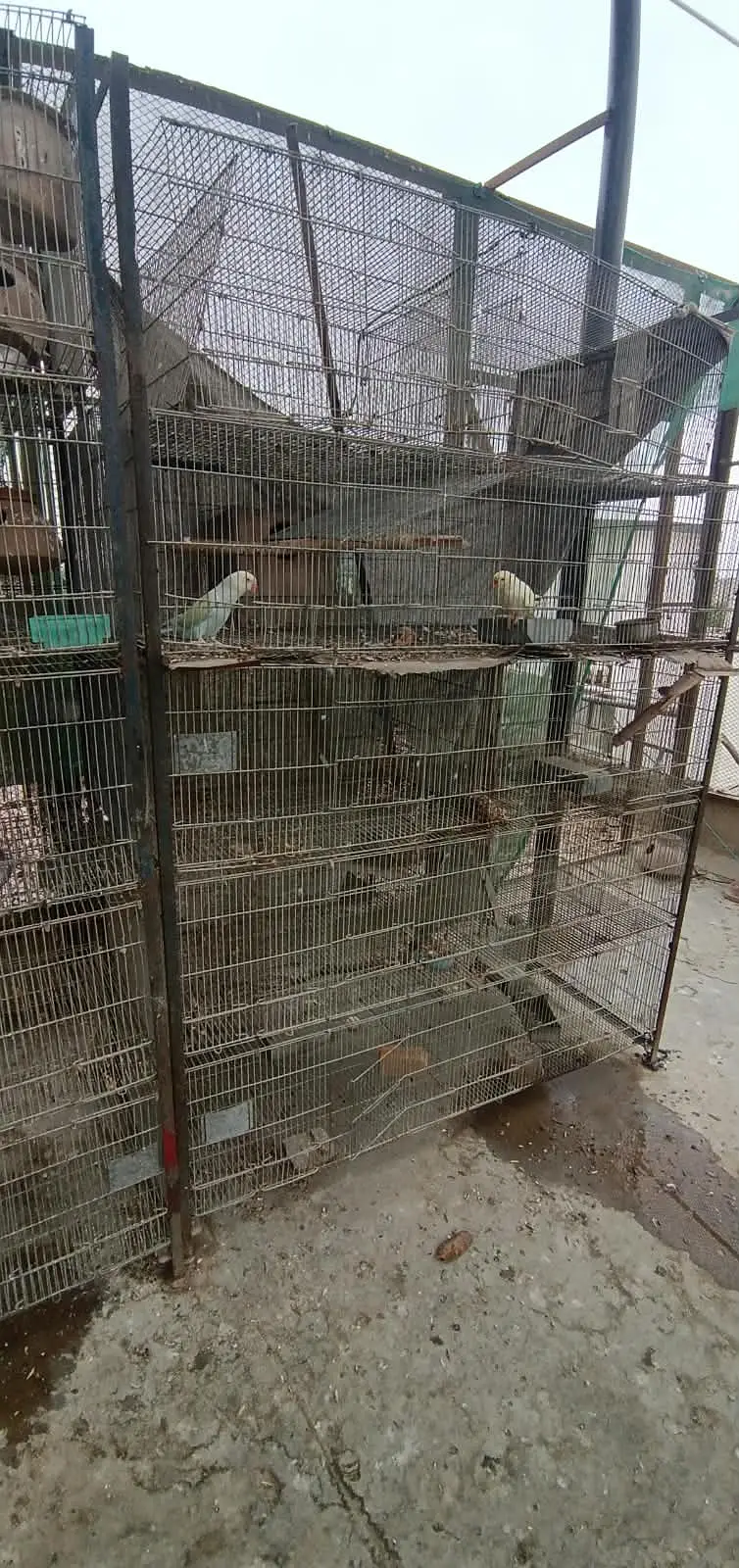 Cages avilable for sale — photo 9
