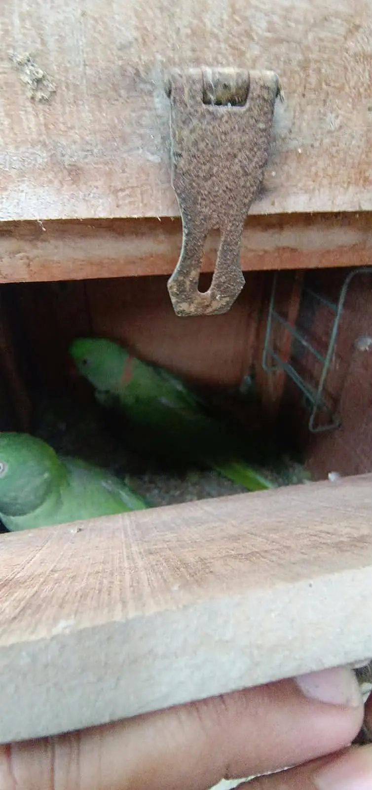Cages avilable for sale — photo 12
