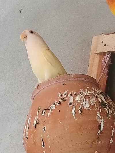 love bird