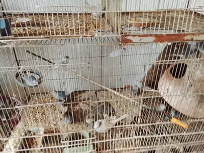 Love bird for sale 03002617966
