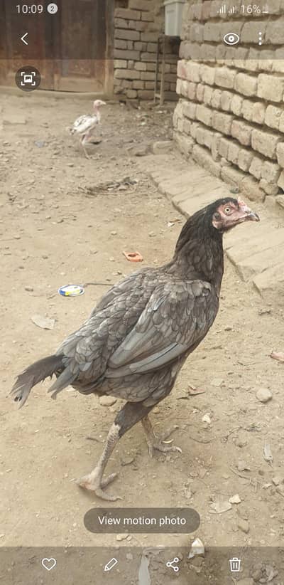 sindhi aseel madi