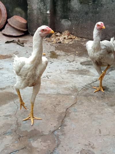 WHITE SHAMO FEMALE2PAS