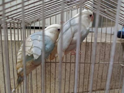 visual violet opline and non opline  pale fallow bonded pairs jumbo