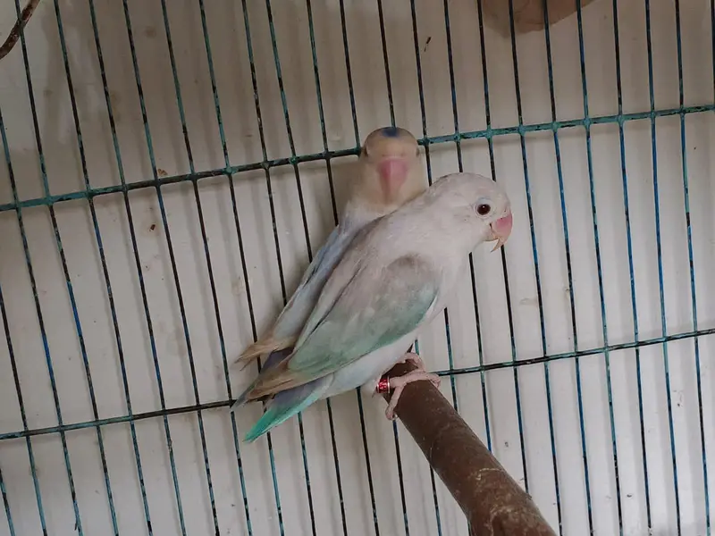 visual violet opline and non opline  pale fallow bonded pairs jumbo — photo 2