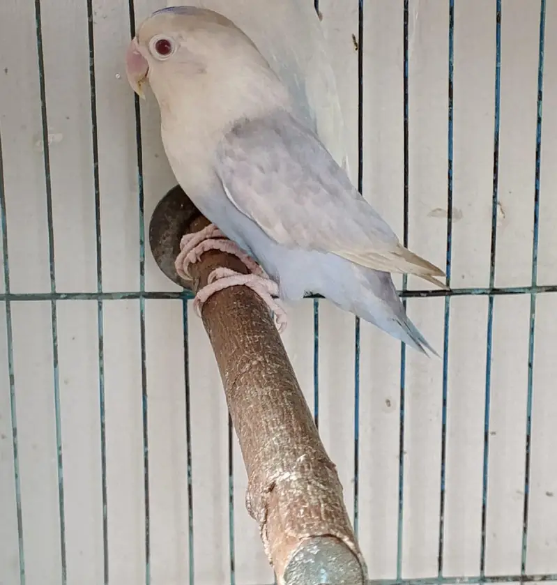 visual violet opline and non opline  pale fallow bonded pairs jumbo — photo 4
