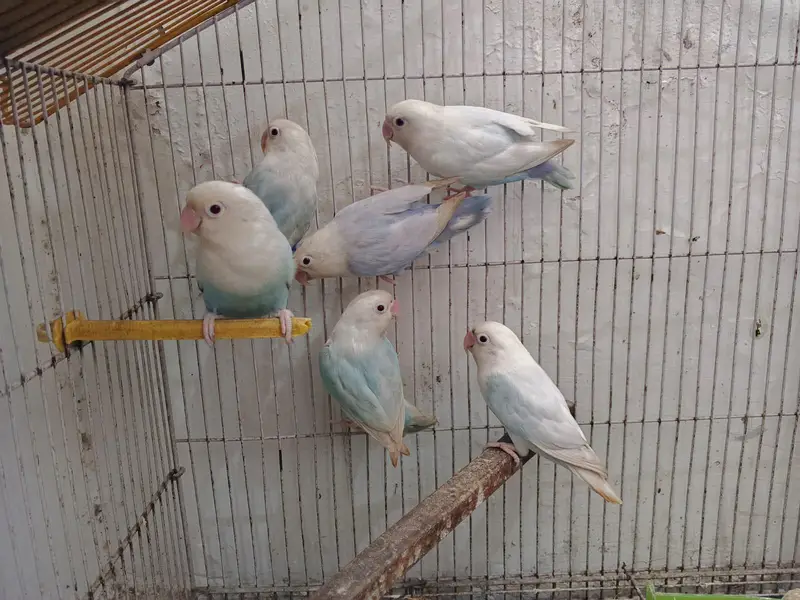 visual violet opline and non opline  pale fallow bonded pairs jumbo — photo 5