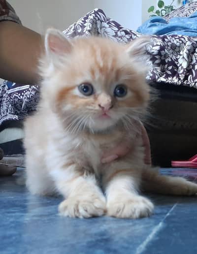 Persian kittens
