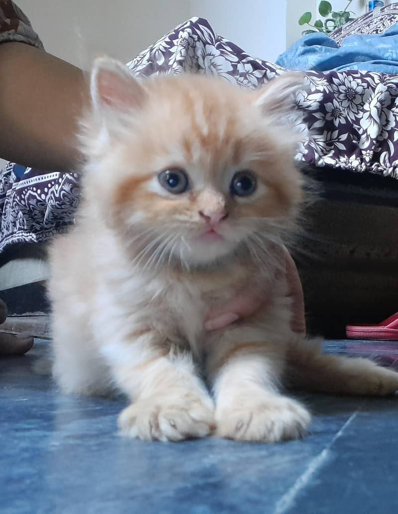Persian kittens 0