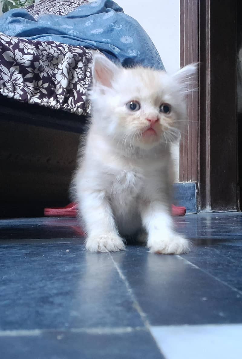 Persian kittens 1