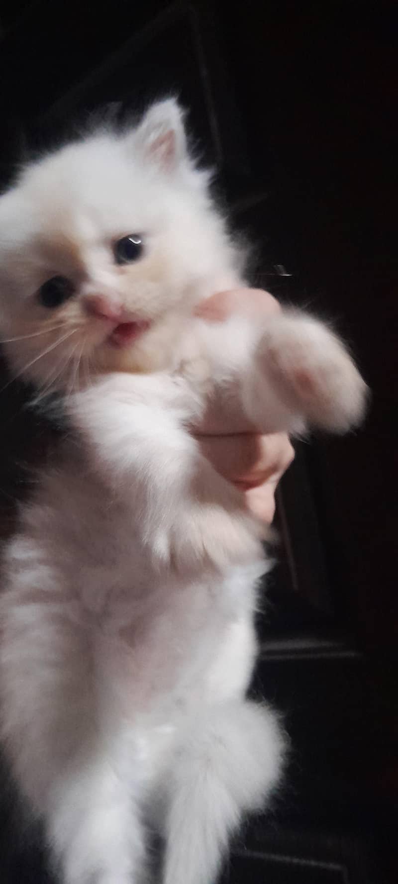Persian kittens 2