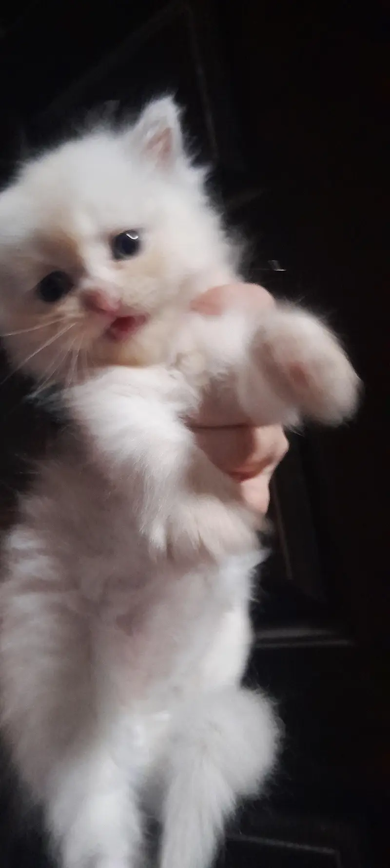 Persian kittens — photo 3