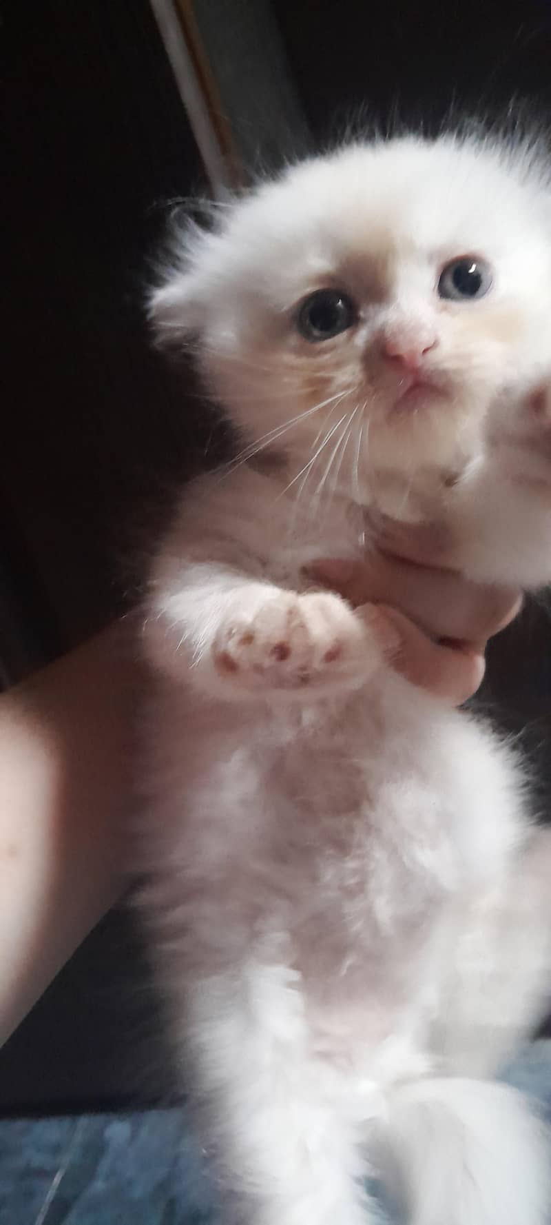 Persian kittens 3