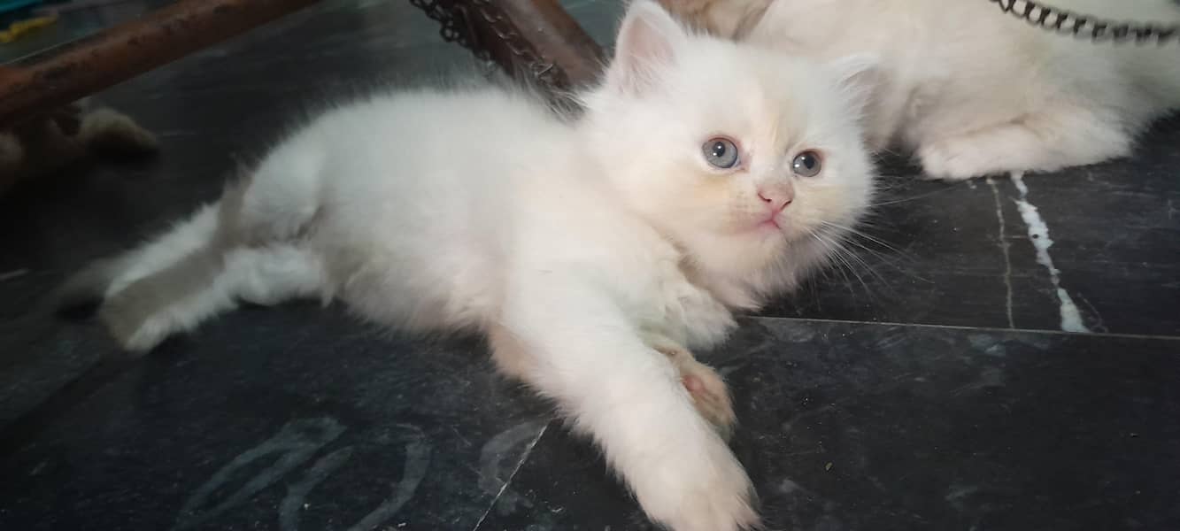 Persian kittens 4