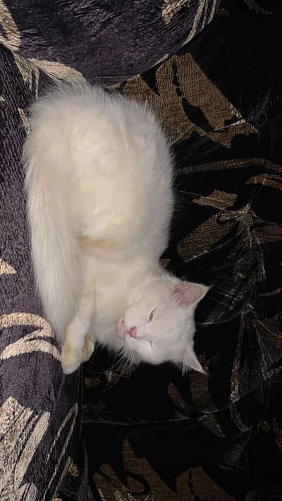 Persian cat contact no 03242784221