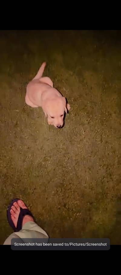British Labrador