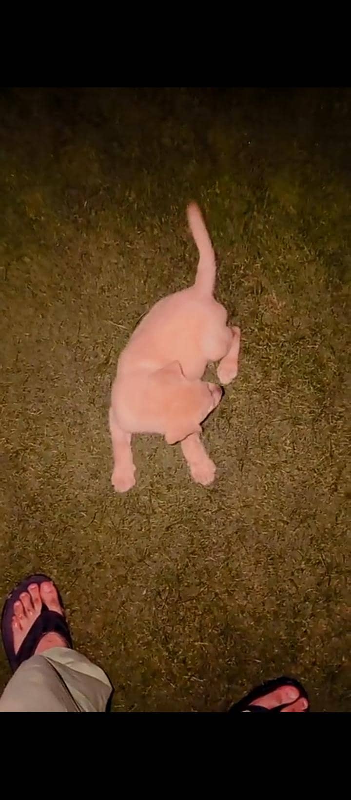 British Labrador 1