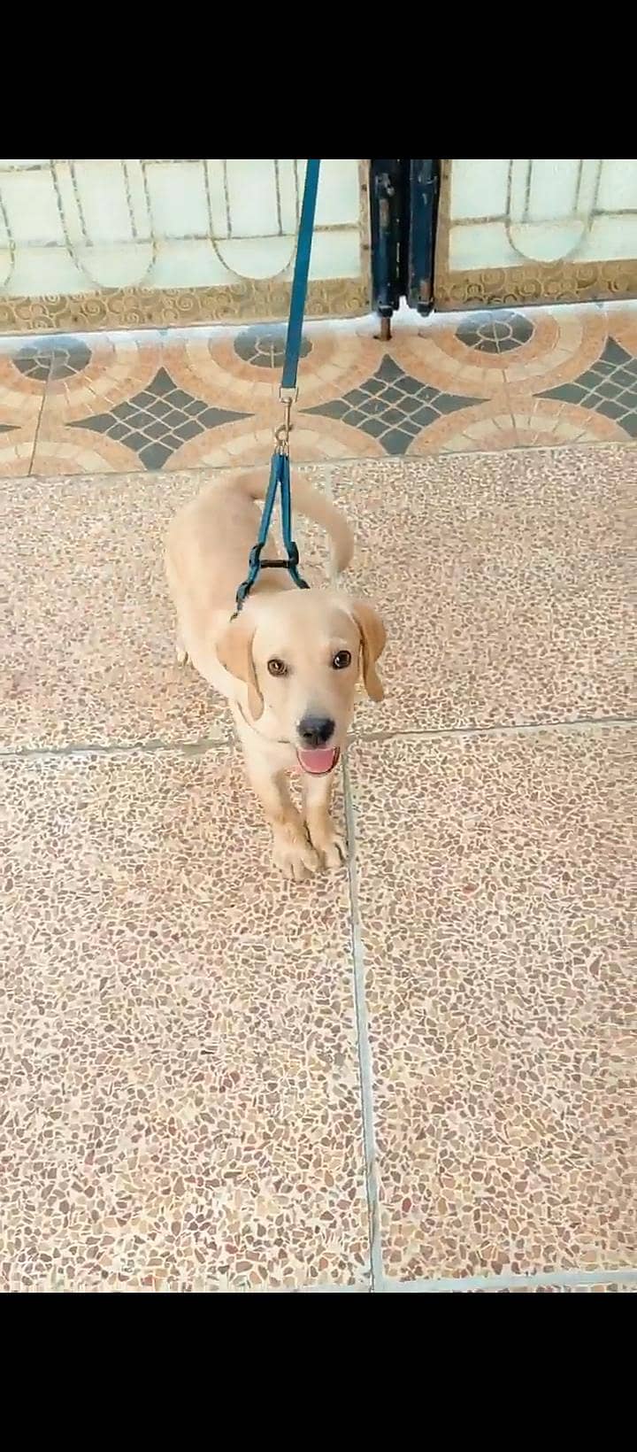 British Labrador 2