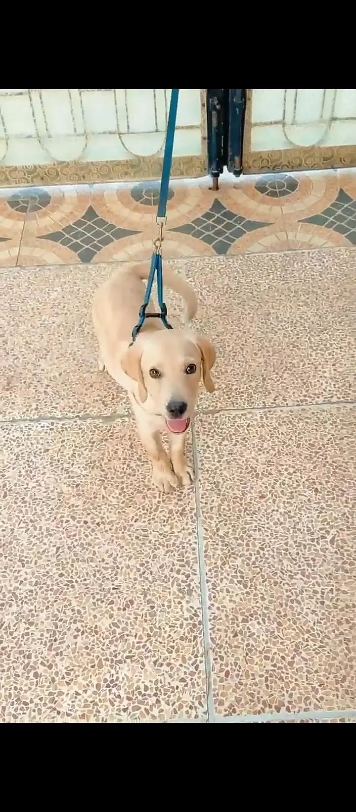 British Labrador — photo 3