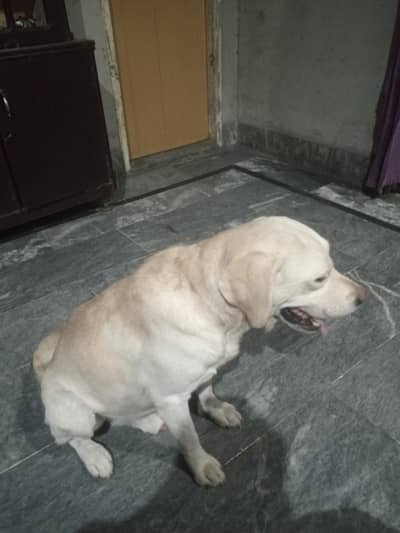 Labrador dog