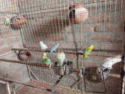 بجری طوطے