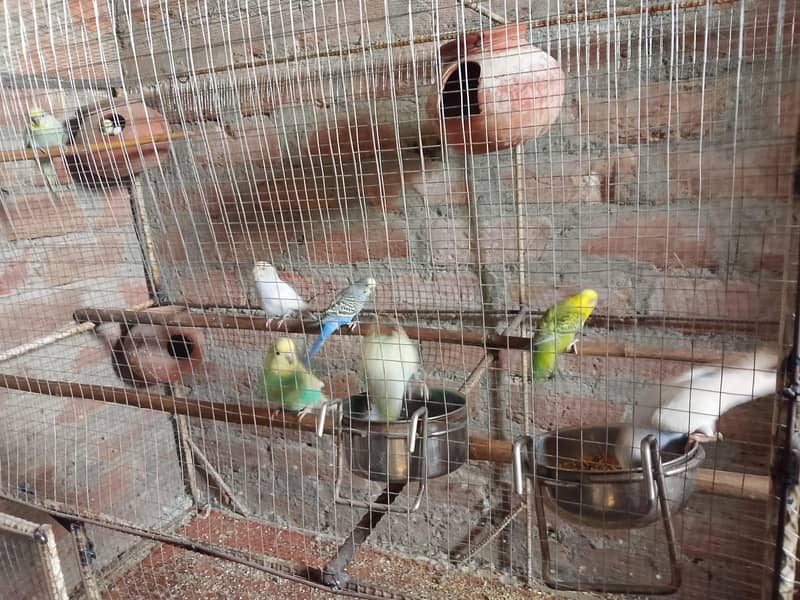 بجری طوطے 0