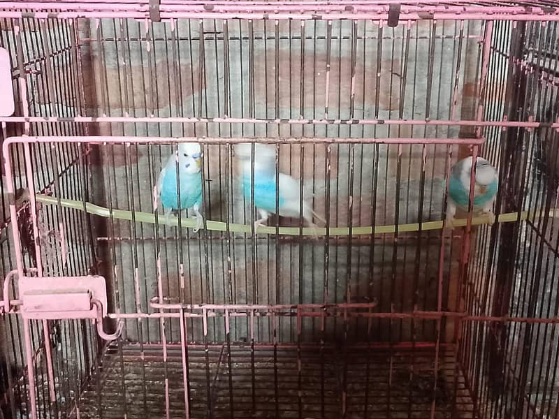 بجری طوطے 1