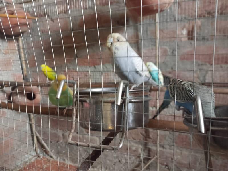بجری طوطے 2
