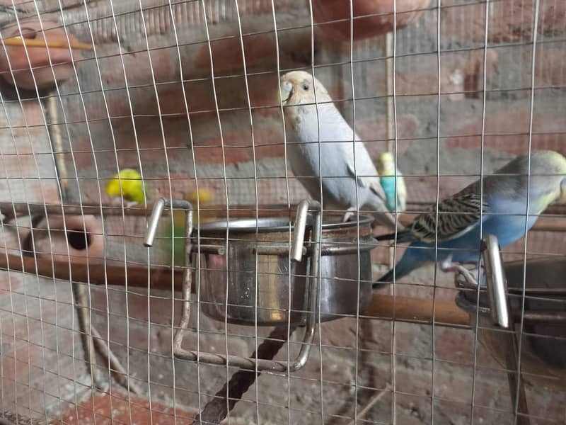 بجری طوطے 3