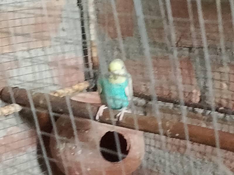 بجری طوطے 4