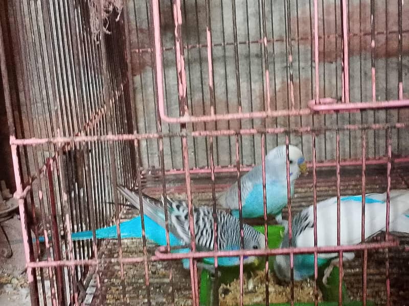 بجری طوطے 5