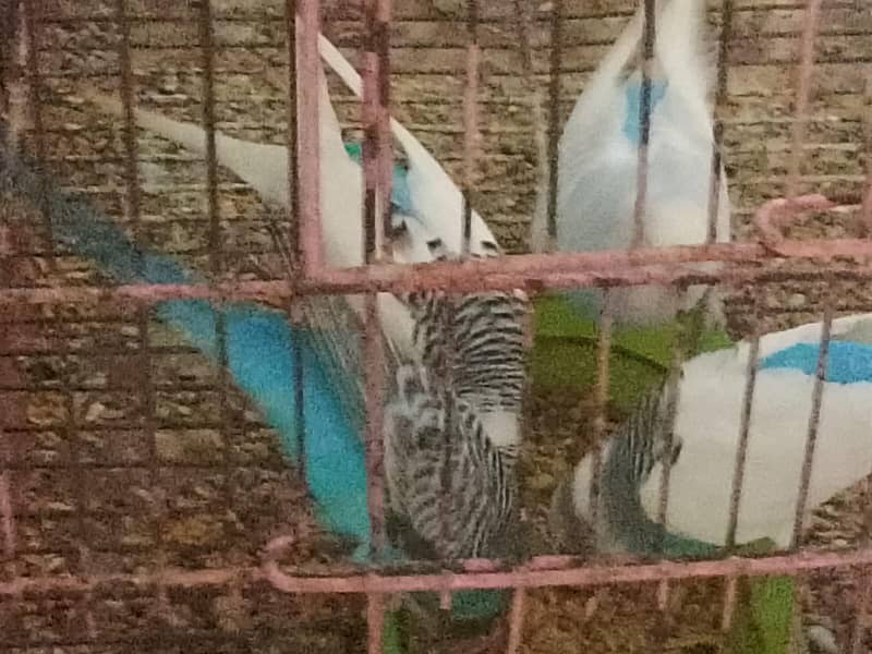 بجری طوطے 6