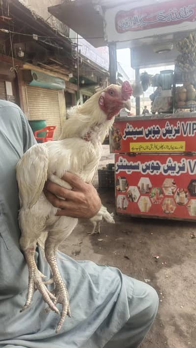 he era aseel quality brid