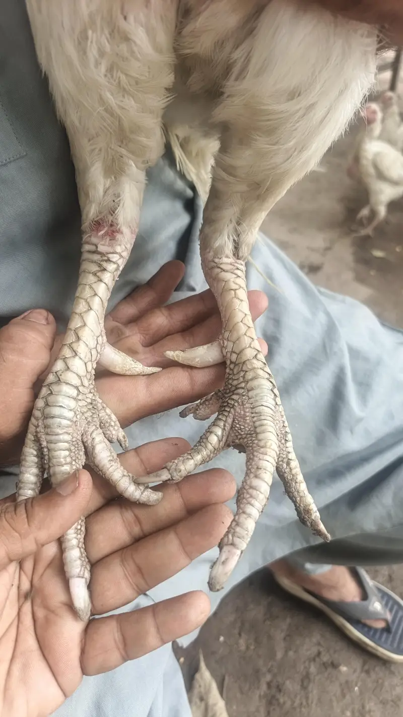 he era aseel quality brid — photo 2