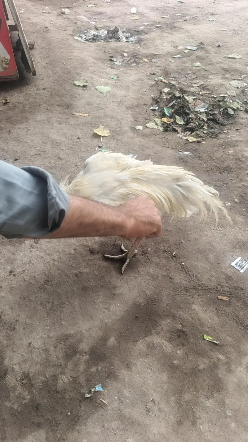 he era aseel quality brid — photo 3