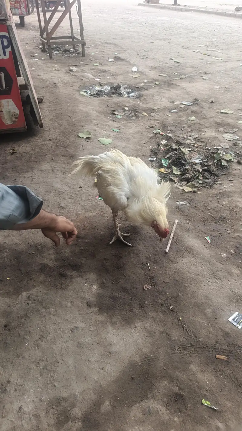 he era aseel quality brid — photo 4
