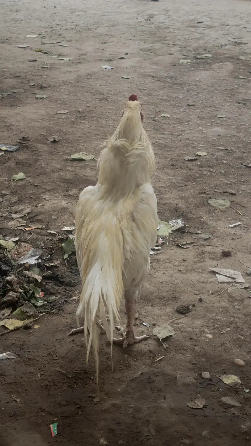 he era aseel quality brid — photo 5