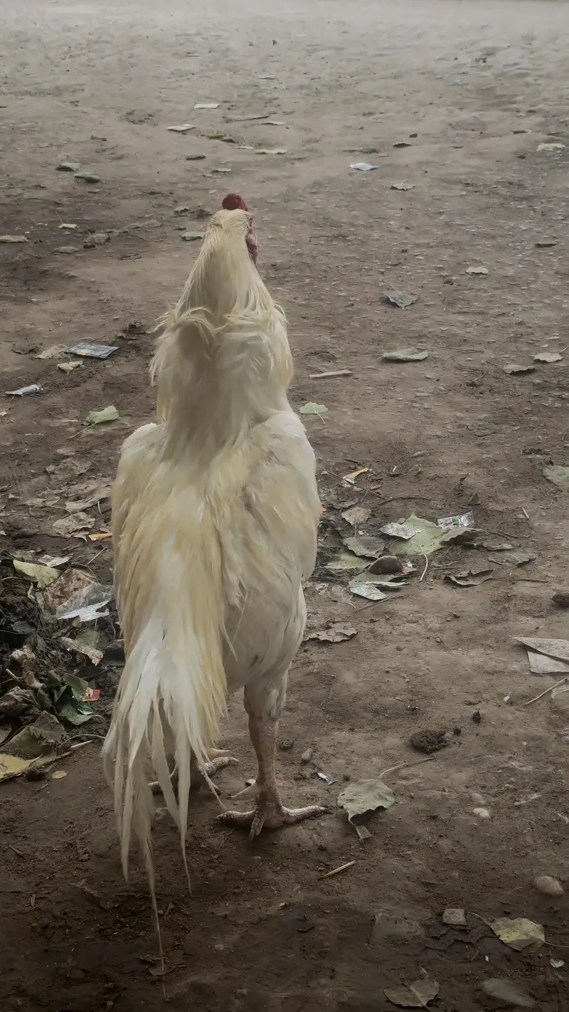 he era aseel quality brid — photo 6