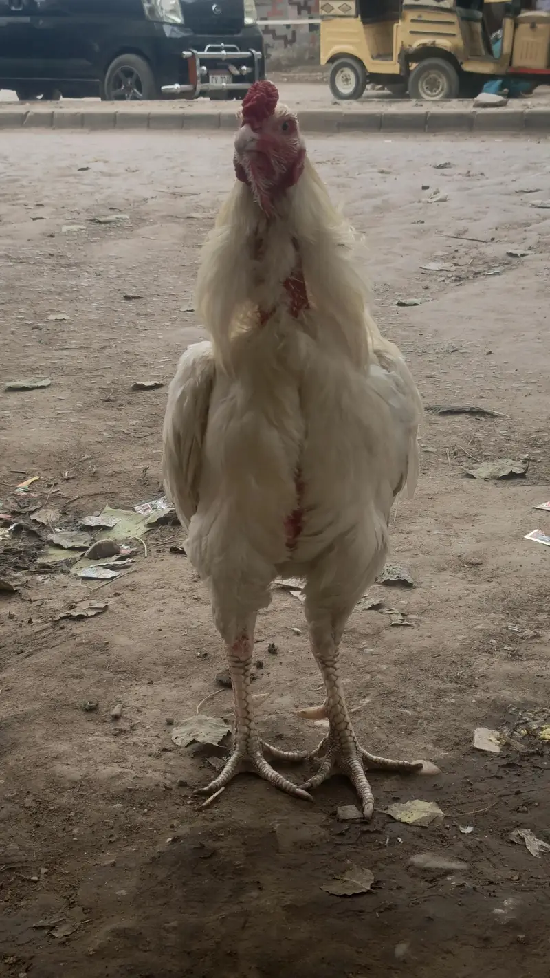 he era aseel quality brid — photo 7
