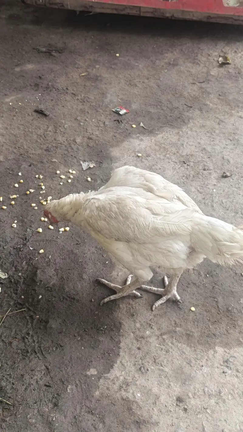 he era aseel quality brid — photo 8