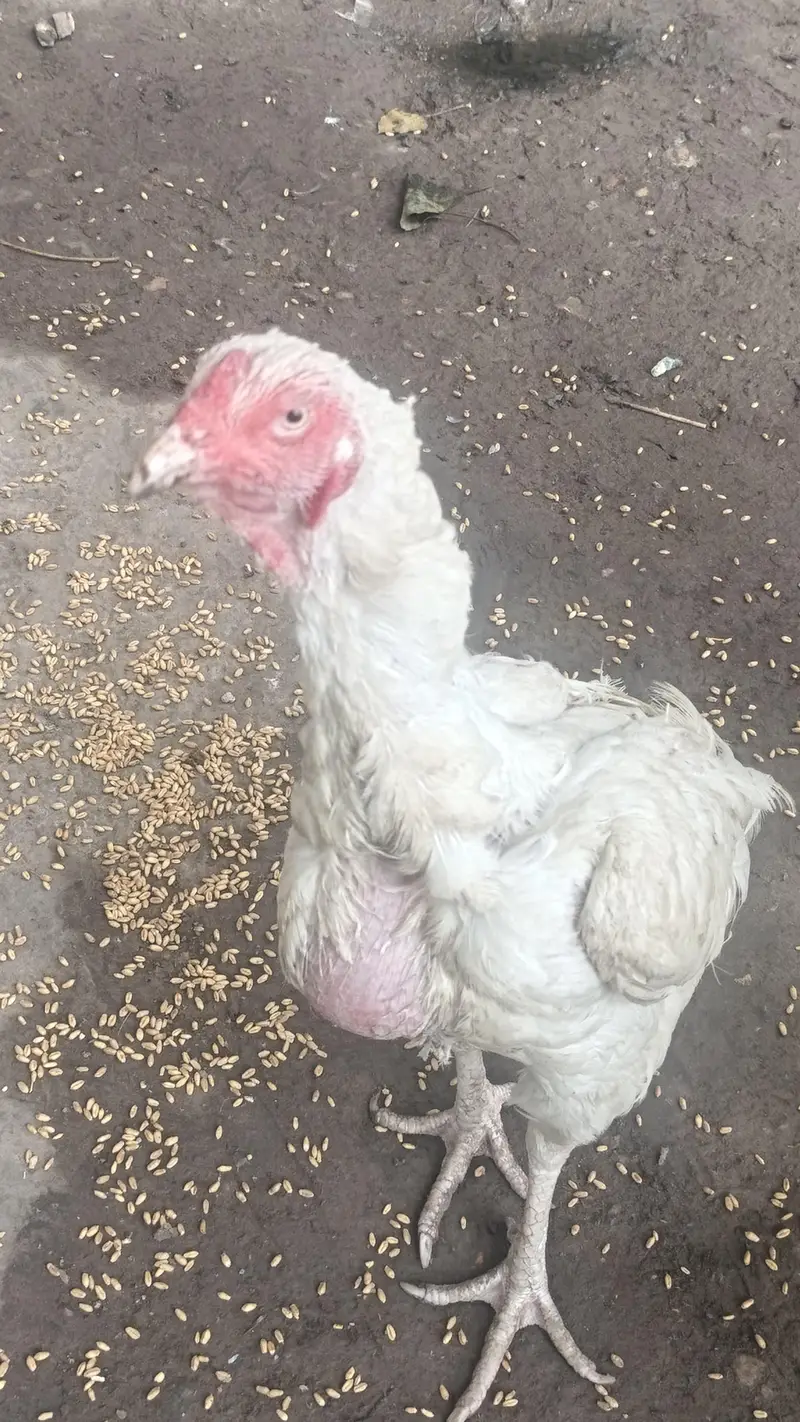 he era aseel quality brid — photo 9