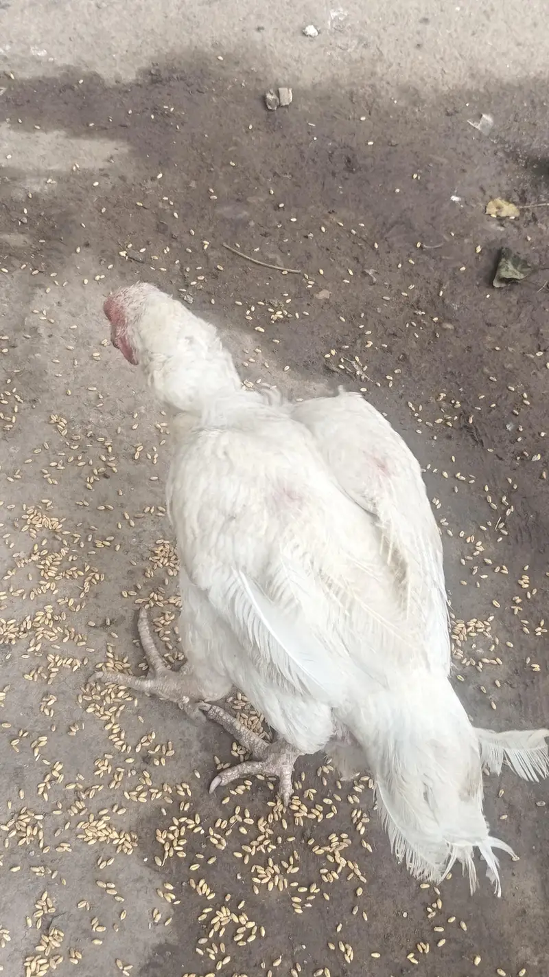 he era aseel quality brid — photo 10