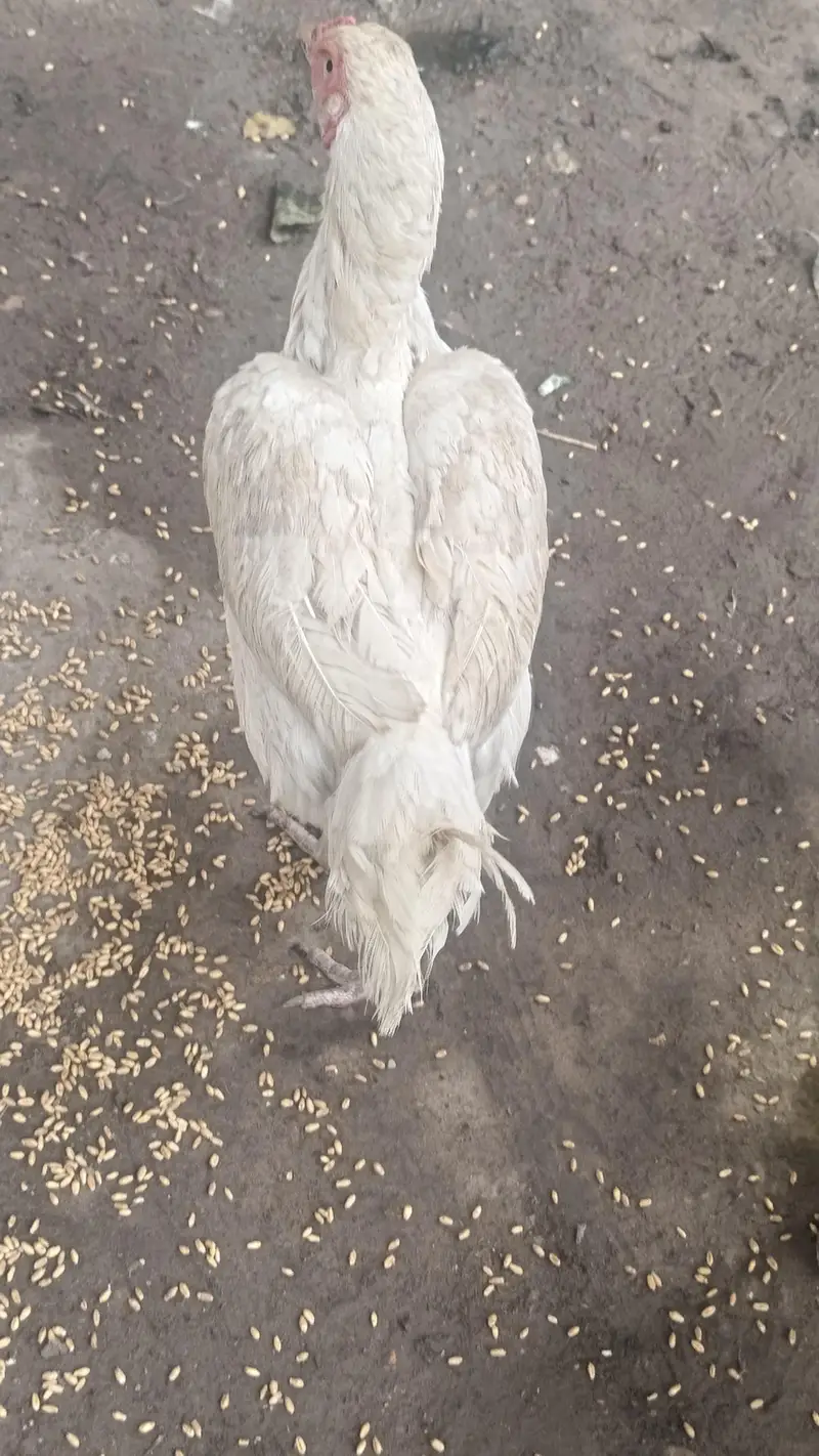 he era aseel quality brid — photo 11