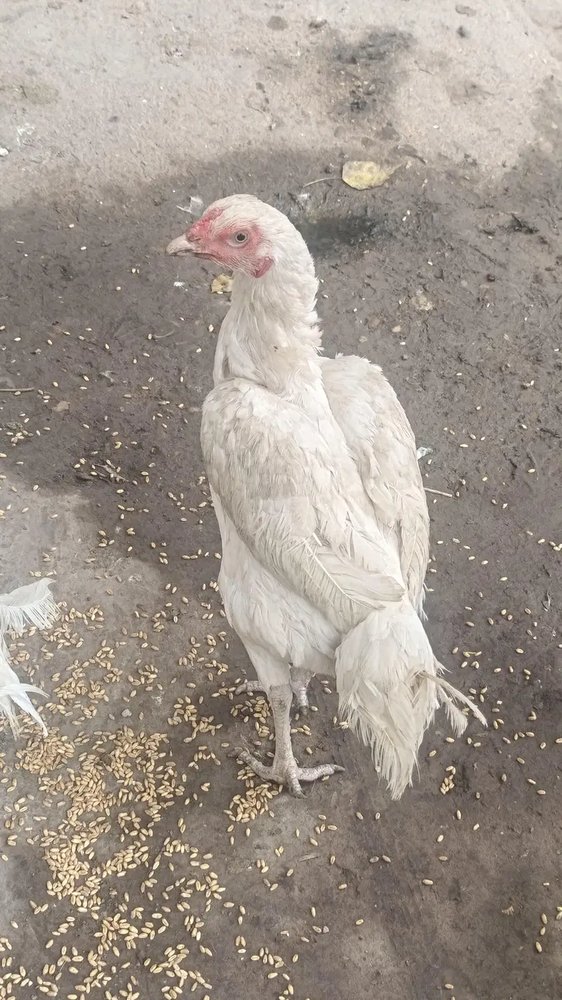he era aseel quality brid — photo 12