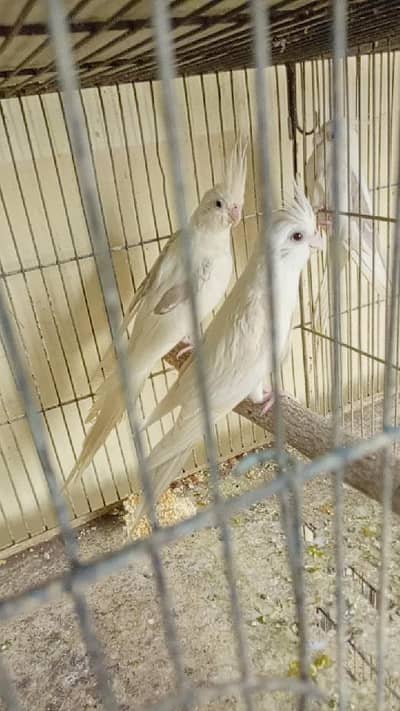 v pied breeder pair.