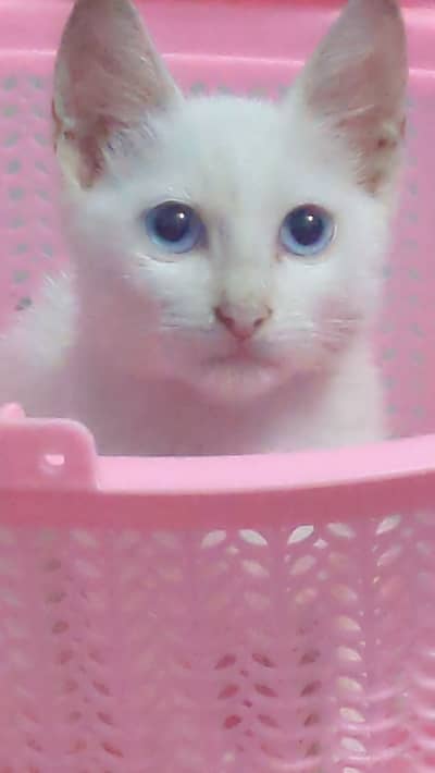 Urgent sale Persian cats