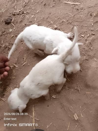 Gultair Puppy