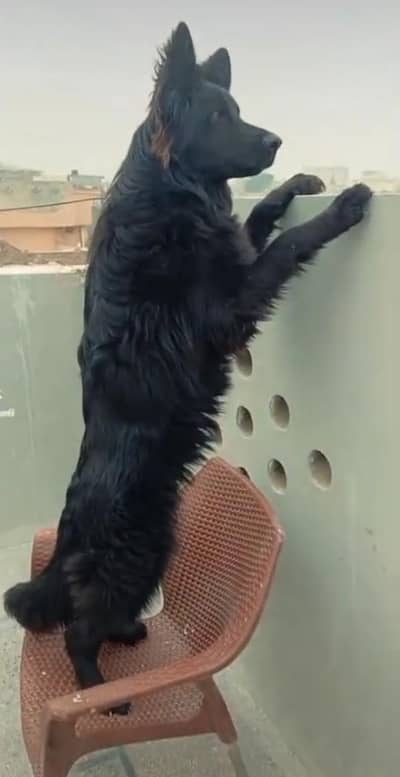 Belgian shepherd