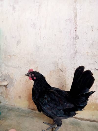 Golden misri Anda wali murgi for sale