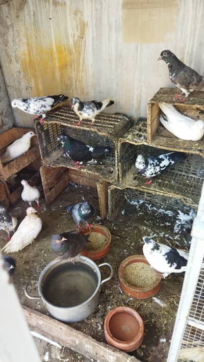Fancy Pigeons for Sale