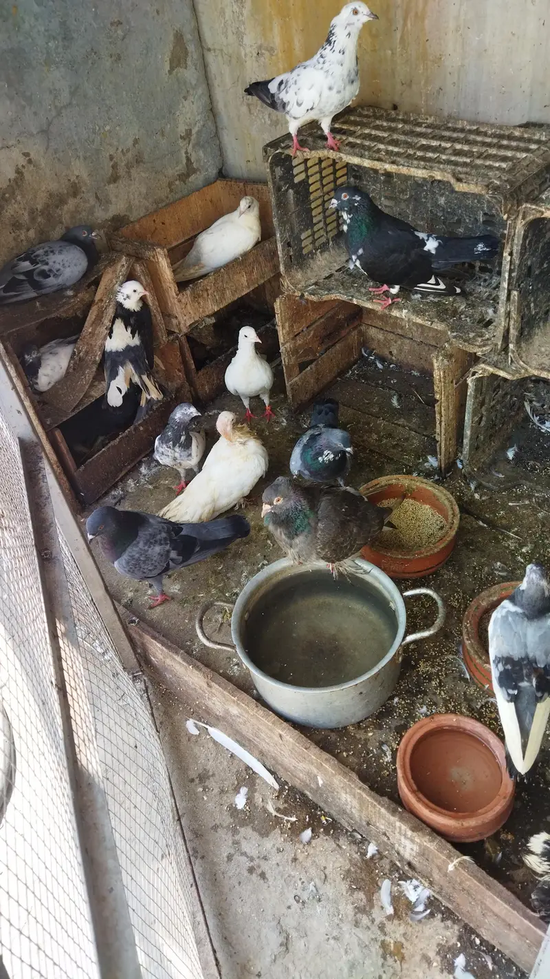 Fancy Pigeons for Sale — photo 2